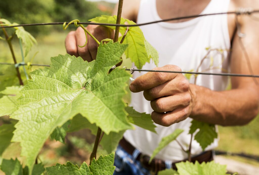 Gros plan sur les mains d'un vigneron qui travaille la vigne