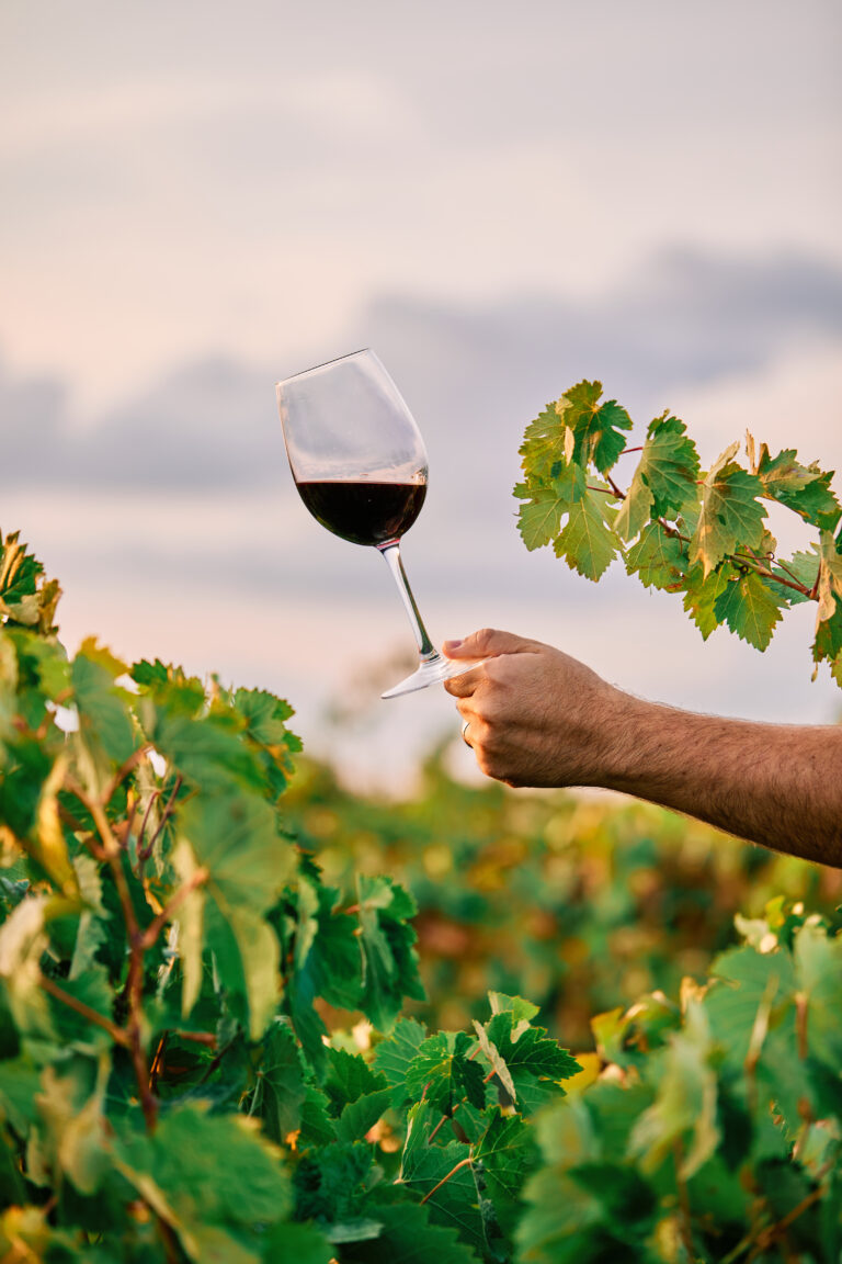 Une main qui tient un verre de vin au milieu d'une vigne au coucher du soleil